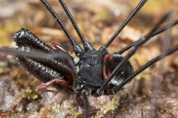 Media type: image;   Invertebrate Zoology 133437